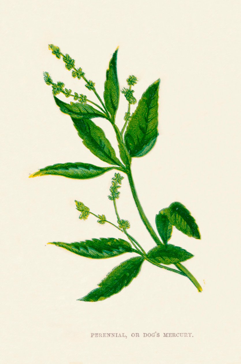 Bylina lub psy Merkury, c1891, 1891 autorstwa Anne Pratt