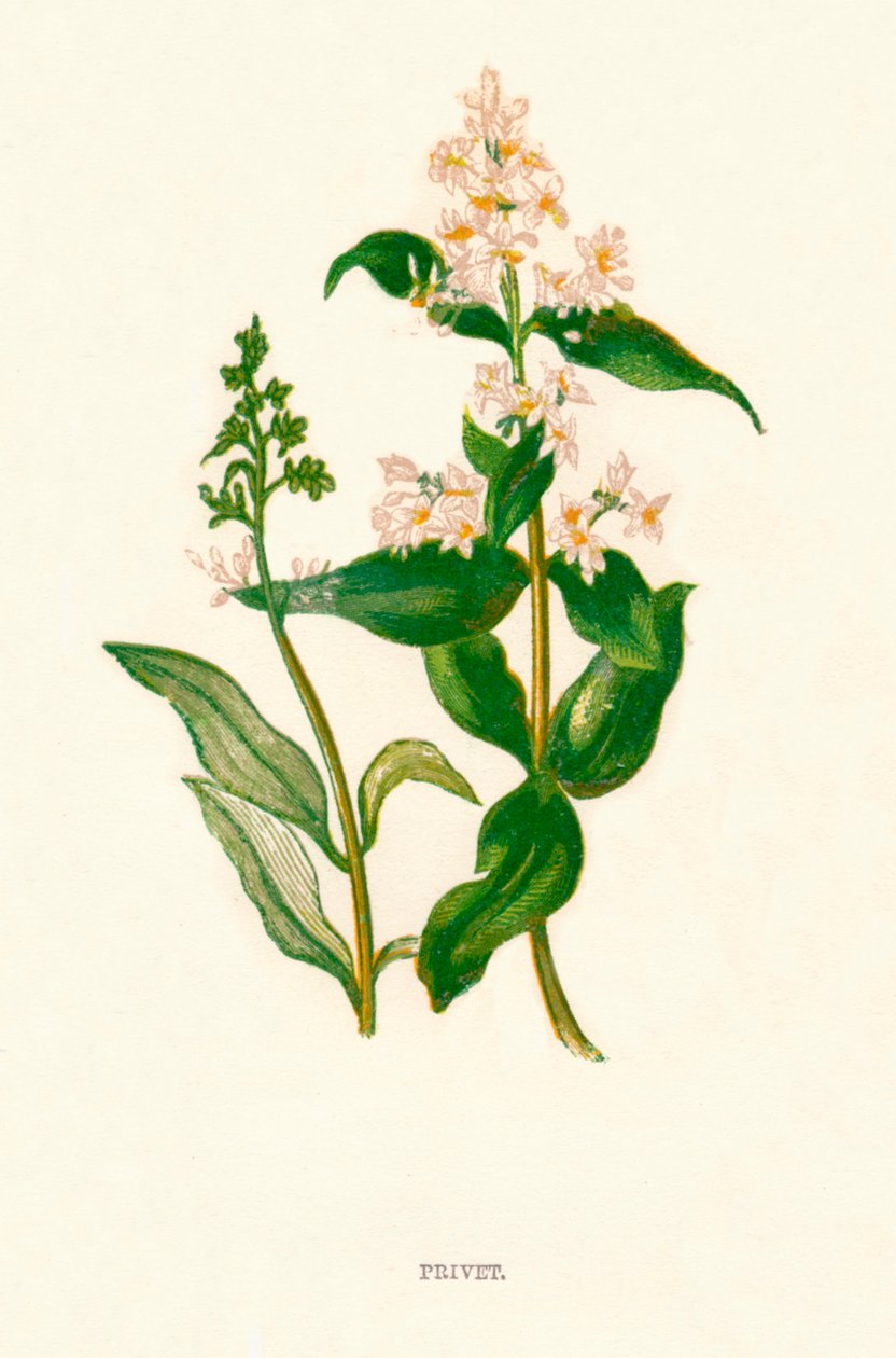 Witam k1891, 1891 autorstwa Anne Pratt