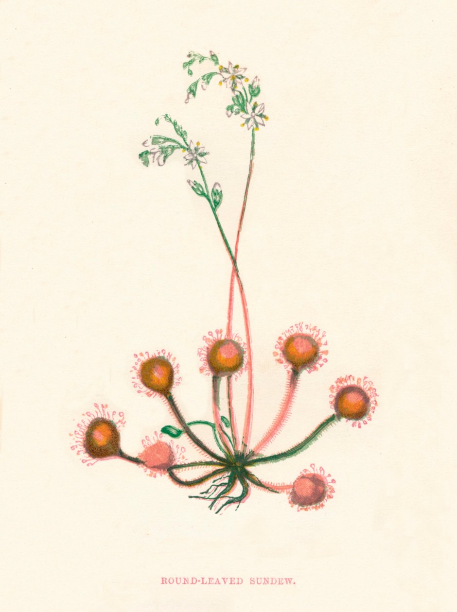 Rosiczka okrągłolistna, c1891, 1891 autorstwa Anne Pratt