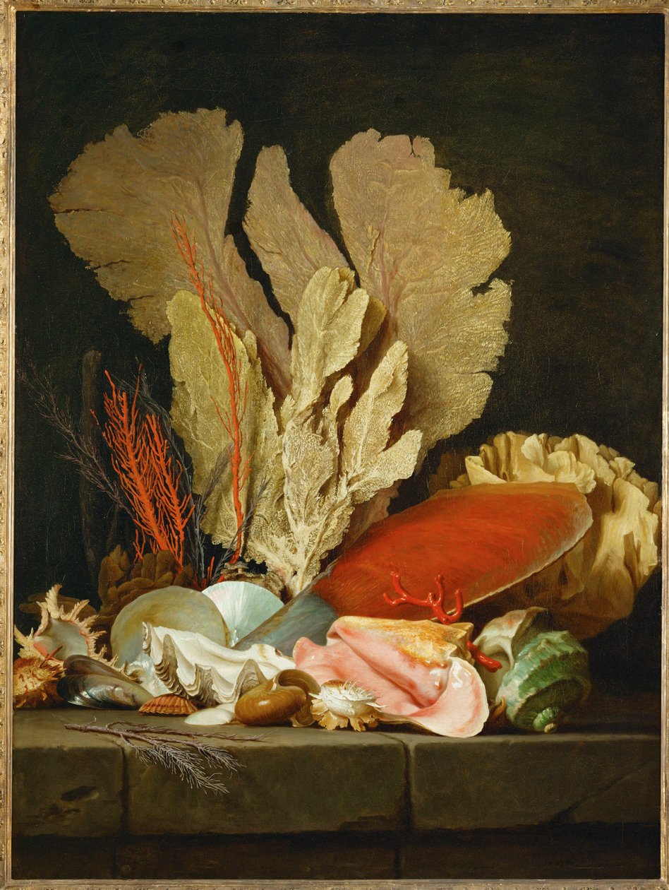 Panaches de mer, lithophytes et coquilles - Martwa natura z muszlami i koralowcami ... autorstwa Anne Vallayer Coster