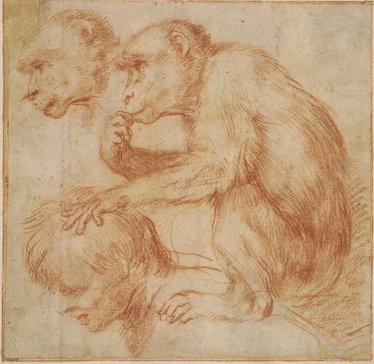 Carracci - Małpa na ramionach mężczyzny z profilu w lewo i studium jej twarzy, studium do obrazu Czerwona kreda, Ff,2.115 autorstwa Annibale Carracci