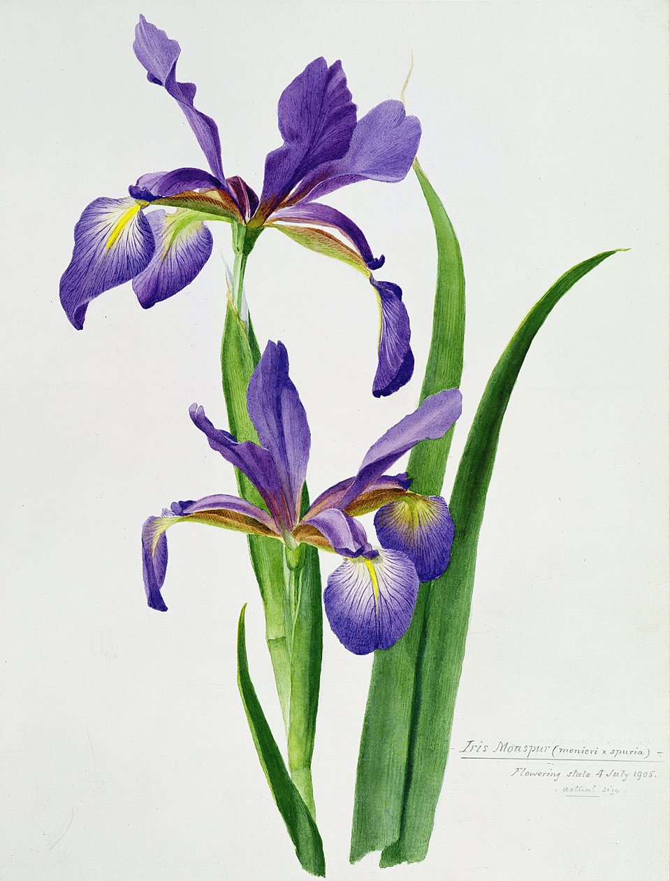 Iris monspur (akwarela) autorstwa Unbekannt Unbekannt