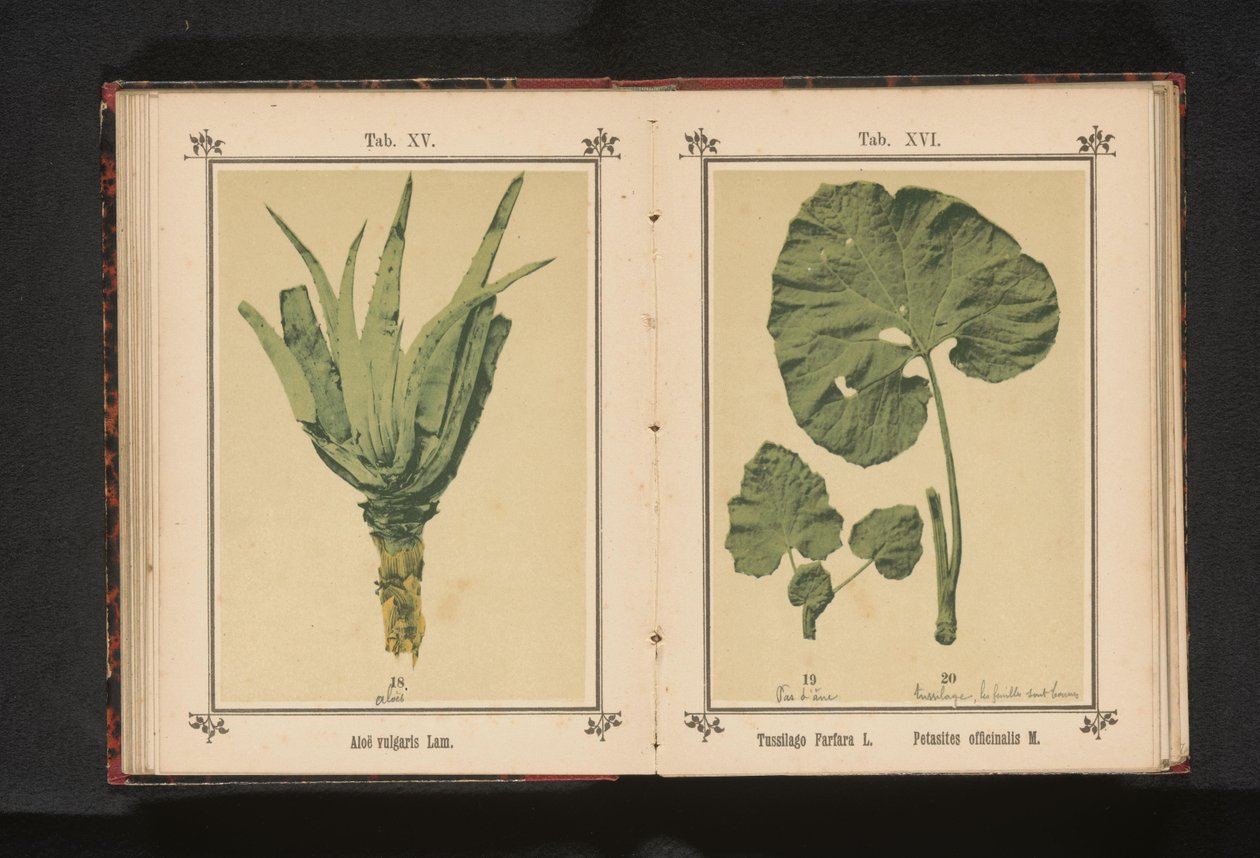 Liść podbiału i liść Lepiężnika Tussilago Farfara L. Petasites officinalis M. (tytuł na obiekcie) autorstwa Anonymous