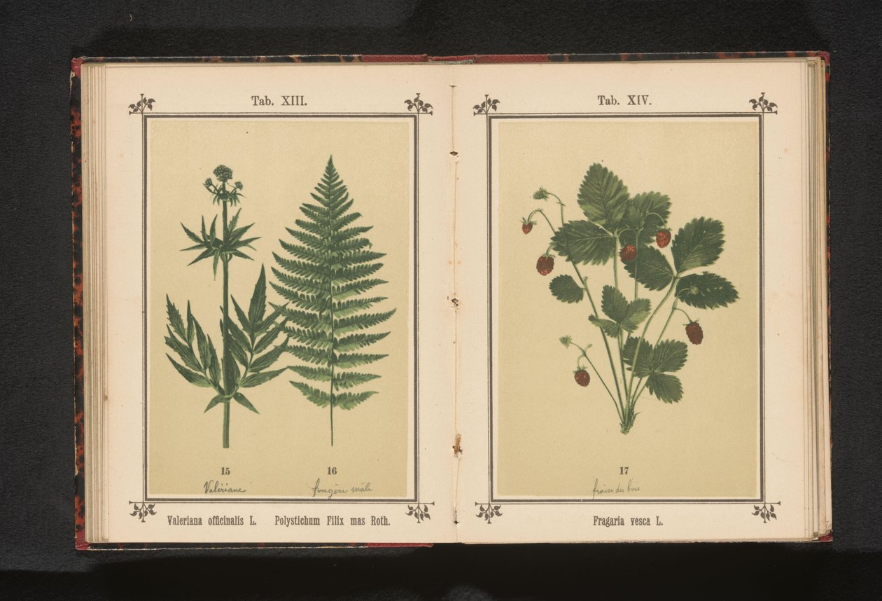 Prawdziwy waleriana i gałąź męskiej paproci Valeriana officinalis L. Polystichum Filix mas Roth (tytuł na obiekcie) autorstwa Anonymous