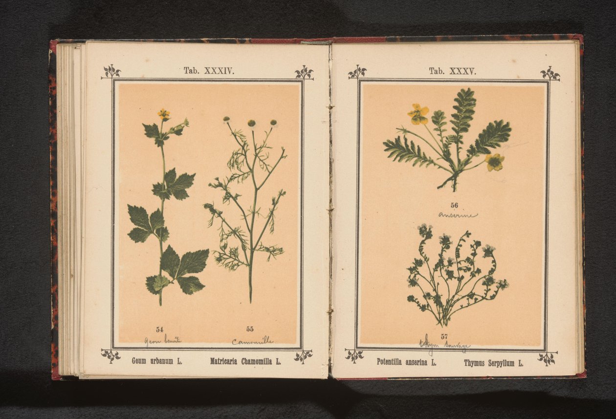 Żółte aveni i prawdziwy rumianek Geum urbanum L. Matricaria Chamomilla L. (tytuł obiektu) autorstwa Anonymous