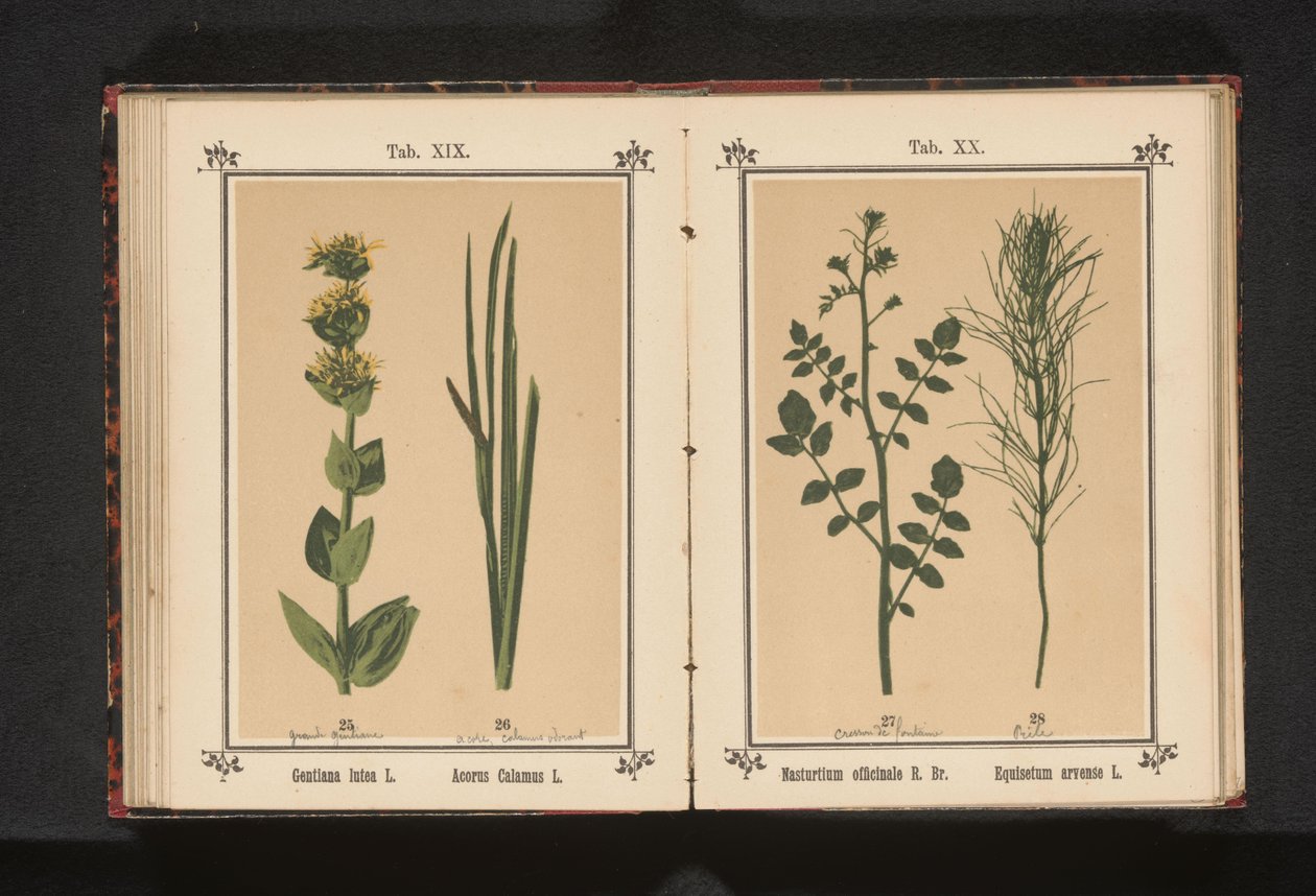 Gele gentiaan en kalmoes Gentiana lutea L. Acorus Calamus L. (tytuł na obiekcie) autorstwa Anonymous