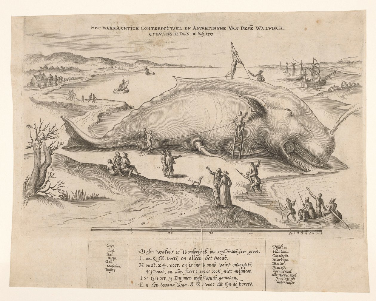 Wieloryb wyrzucony na brzeg w pobliżu Antwerpii, 1577 Waerachtich conterfeytsel i wielkość tego[n] wieloryba, ghevanghe[n] den 2 lipca 1577 (tytuł na obiekcie) autorstwa Anonymous
