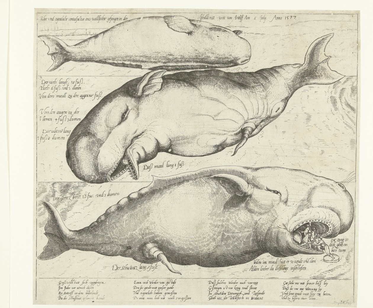 Wieloryb wyrzucony na brzeg w pobliżu Antwerpii, 1577 True ung eigentliche contrafactur eines wallfisches gefangen in der scheldt nitt weit von Antorff Am 2 lipca. Anno 1577 (tytuł na obiekcie) autorstwa Anonymous