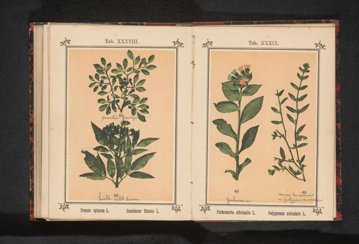 Plamista miodunka i zwykła trawa wieprzowa Pulmonaria officinalis L. Polygonum aviculare L. (tytuł na obiekcie) autorstwa Anonymous