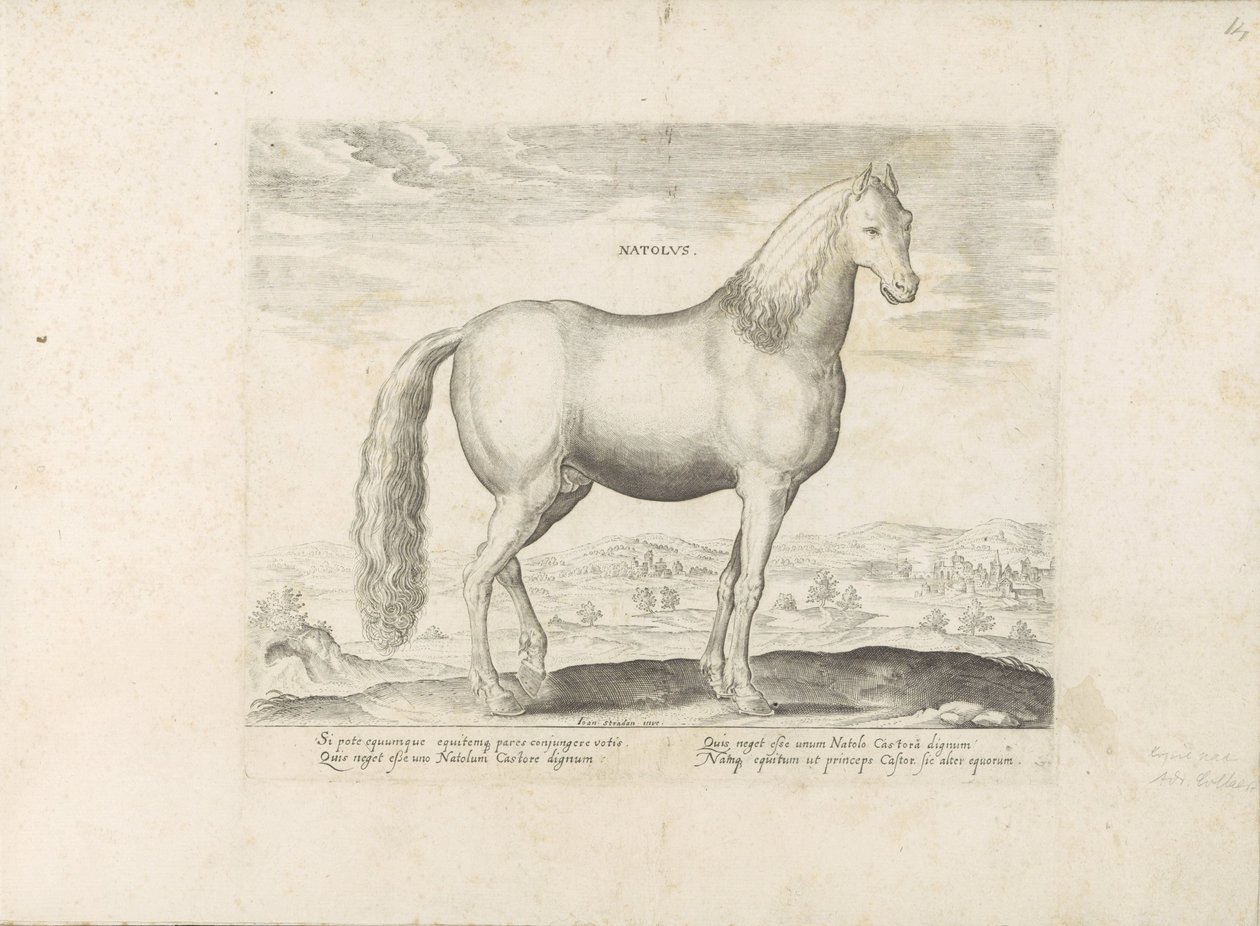 Hengst uit Anatolië Urodzony (tytuł na obiekcie) Paardenrassen uit de Koninklijke stallen van Don Juan van Oostenrijk (tytuł serii) Koń, w którym wszystkie rodzaje szlachty: wybrane zachowania koni wyróżnionych z różnych stron świata (...) (tytuł serii na  autorstwa Anonymous