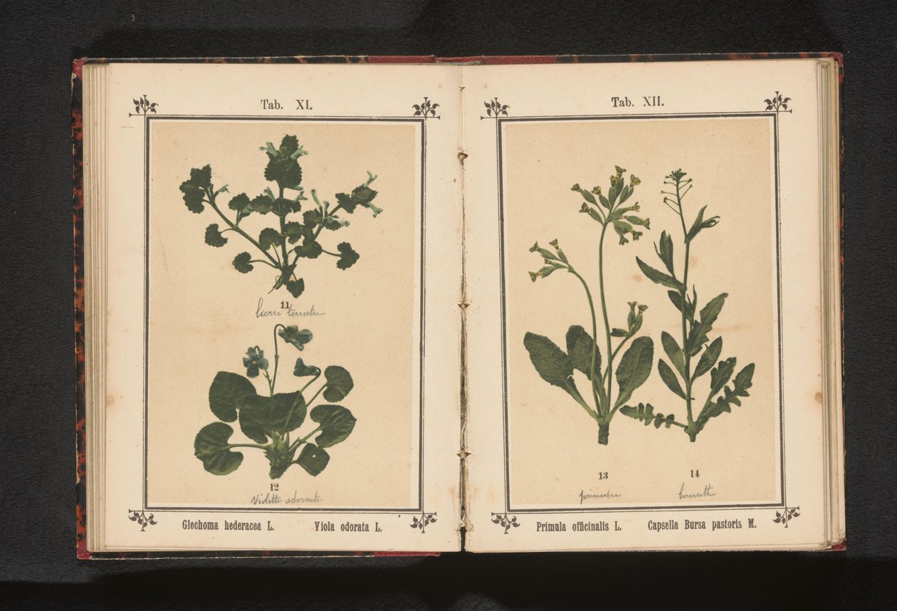 Kłus i marcowy fiołek Glechoma hederacea L. Viola odorata L. (tytuł na obiekcie) autorstwa Anonymous