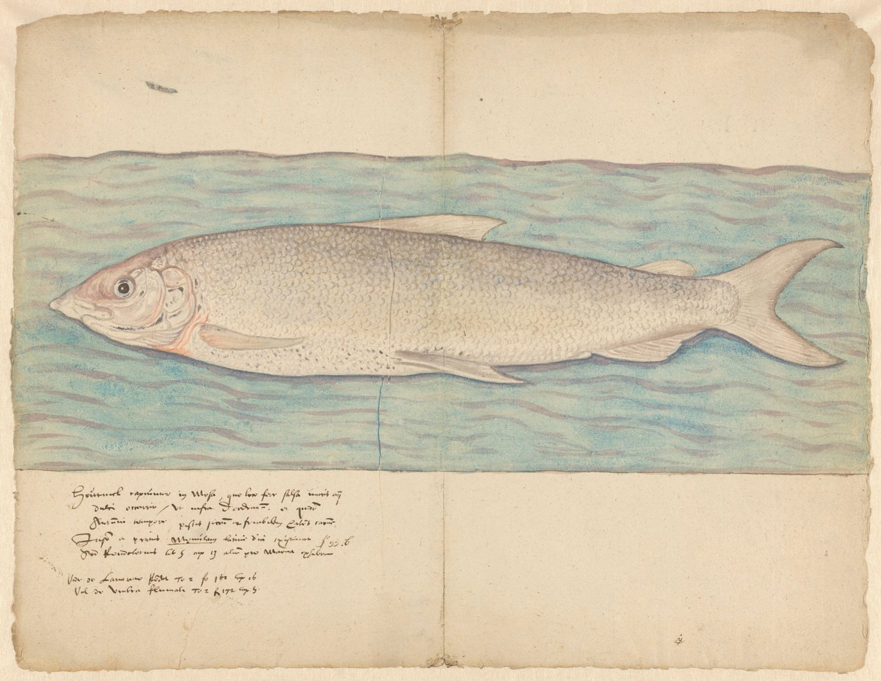 Łowienie ( Coregonus oxyrinchus ) autorstwa Anonymous