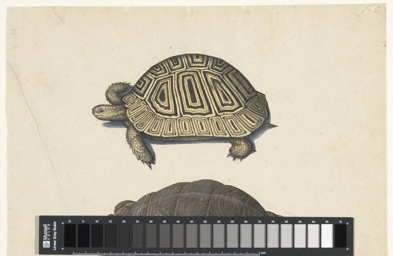 Landschildpad Album Lombard (tytuł serii) autorstwa Anonymous