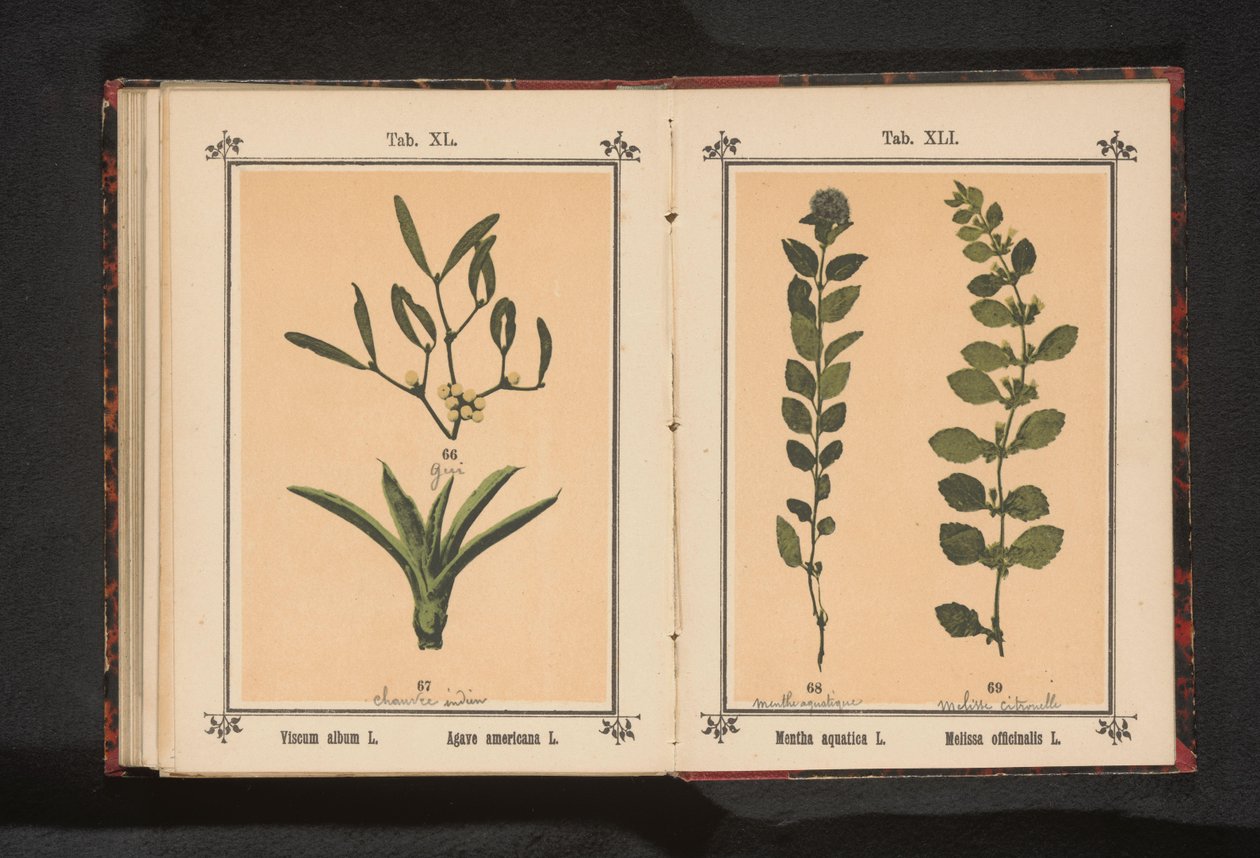 Jemioła i stuletni aloes Album Viscum L. Agave americana L. (tytuł na obiekcie) autorstwa Anonymous