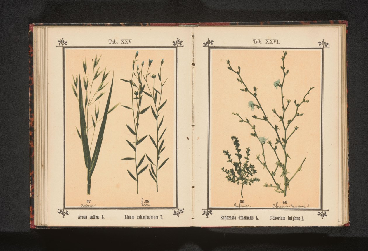 Świetlik i dzika cykoria Euphrasia officinalis L. Cichorium Intybus L. (tytuł na obiekcie) autorstwa Anonymous