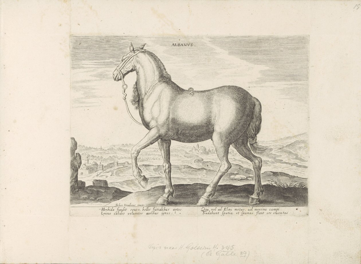 Paard uit Albanië Albanus (tytuł na obiekcie) Paardenrassen uit de Koninklijke stallen van Don Juan van Oostenrijk (tytuł serii) Koń, w którym wszystkie rodzaje szlachty: wybrane zachowania koni wyróżniających się z różnych stron świata (...) (tytuł serii  autorstwa Anonymous