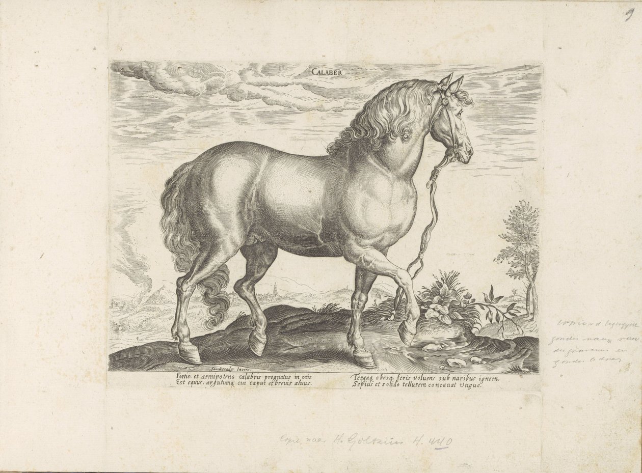 Paard uit Calabria Calabar (tytuł na obiekcie) Paardenrassen uit de Koninklijke stallen van Don Juan van Oostenrijk (tytuł serii) Koń, w którym wszystkie rodzaje szlachty: wybrane zachowania koni wyróżnionych z różnych stron świata (...) (tytuł serii o ob autorstwa Anonymous