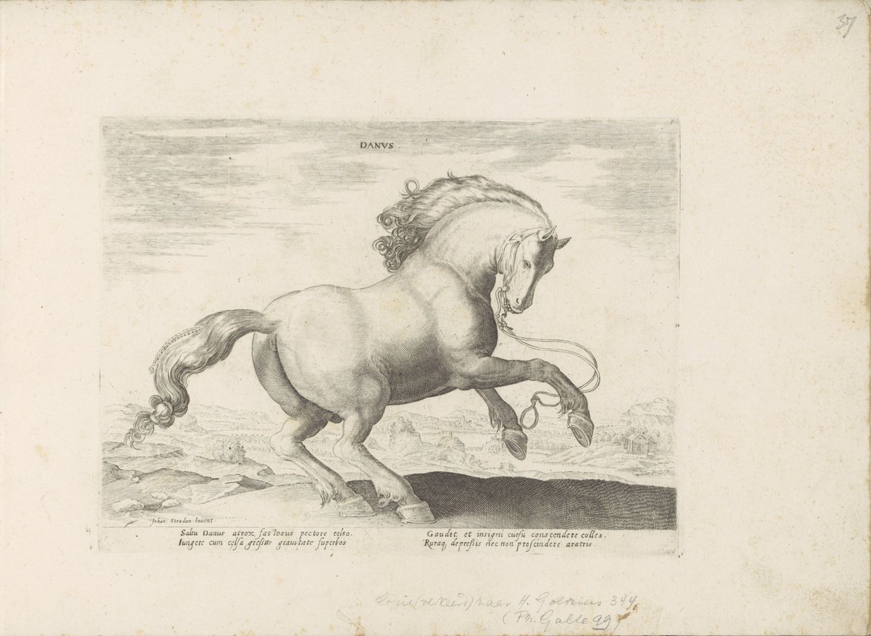 Paard uit Danemarken Duński (tytuł na obiekcie) Paardenrassen uit de Koninklijke stallen van Don Juan van Oostenrijk (tytuł serii) Koń, w którym wszystkie rodzaje szlachty: wybrane zachowania koni wyróżnionych z różnych stron świata (...) (tytuł serii o ob autorstwa Anonymous