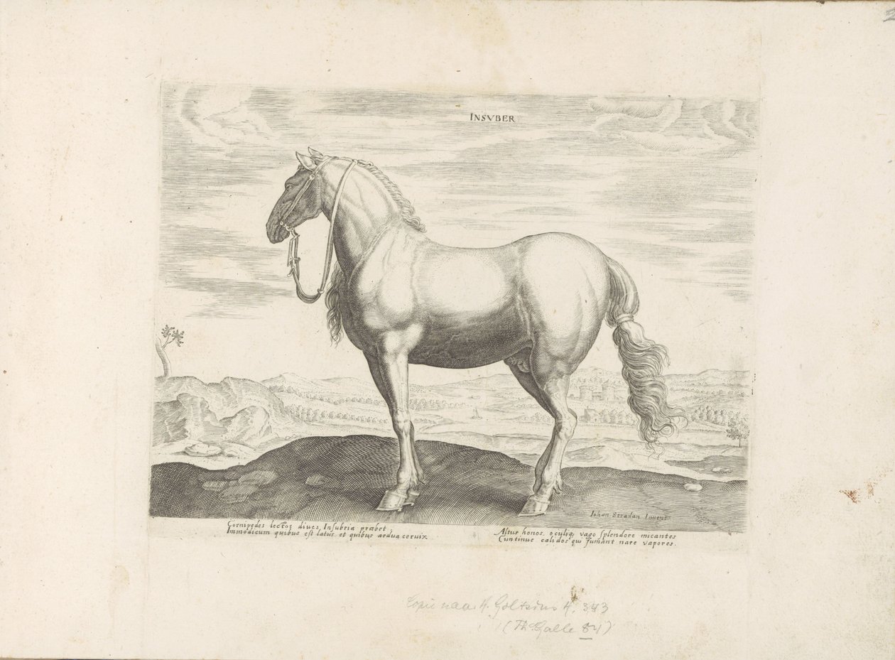 Paard uit Noord-Italia Insuber (tytuł na obiekcie) Paardenrassen uit de Koninklijke stallen van Don Juan van Oostenrijk (tytuł serii) Koń, w którym wszystkie rodzaje szlachty: wybrane zachowania koni wyróżnionych z różnych stron świata (...) (tytuł serii o autorstwa Anonymous
