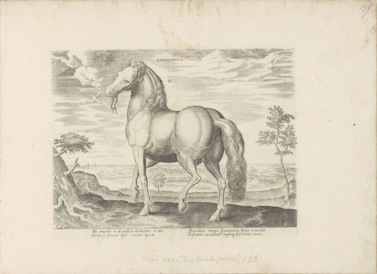 Paard z Sardynii Sardonik (tytuł na obiekcie) Paardenrassen uit de Koninklijke stallen van Don Juan van Oostenrijk (tytuł serii) Koń, w którym wszystkie rodzaje szlachty: wybrane zachowania koni wyróżniających się z różnych stron świata (...) (tytuł serii  autorstwa Anonymous