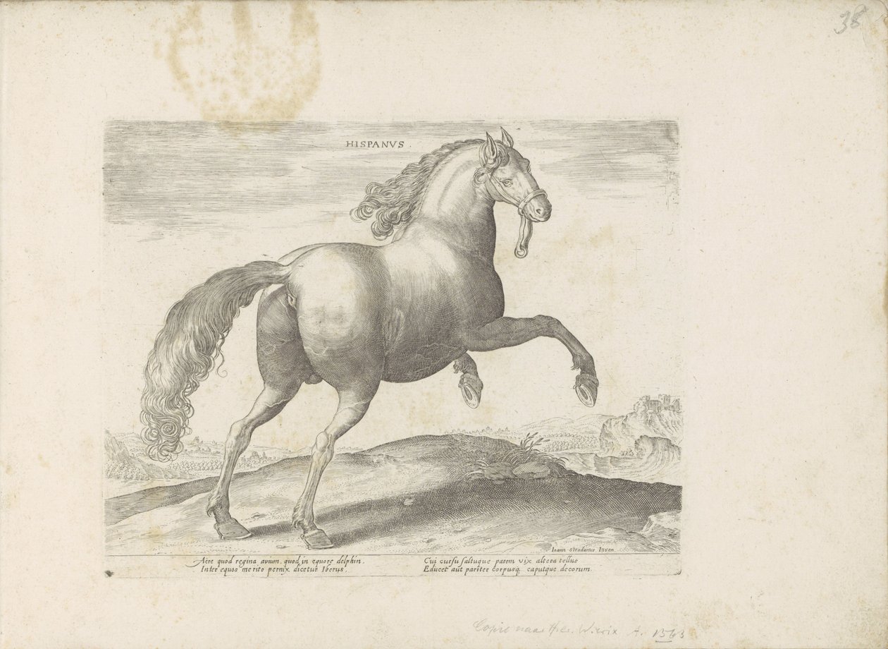 Paard uit Spanje Hiszpański (tytuł na obiekcie) Paardenrassen uit de Koninklijke stallen van Don Juan van Oostenrijk (tytuł serii) Koń, w którym wszystkie rodzaje szlachty: wybrane zachowania koni wyróżniających się z różnych stron świata (...) (tytuł seri autorstwa Anonymous