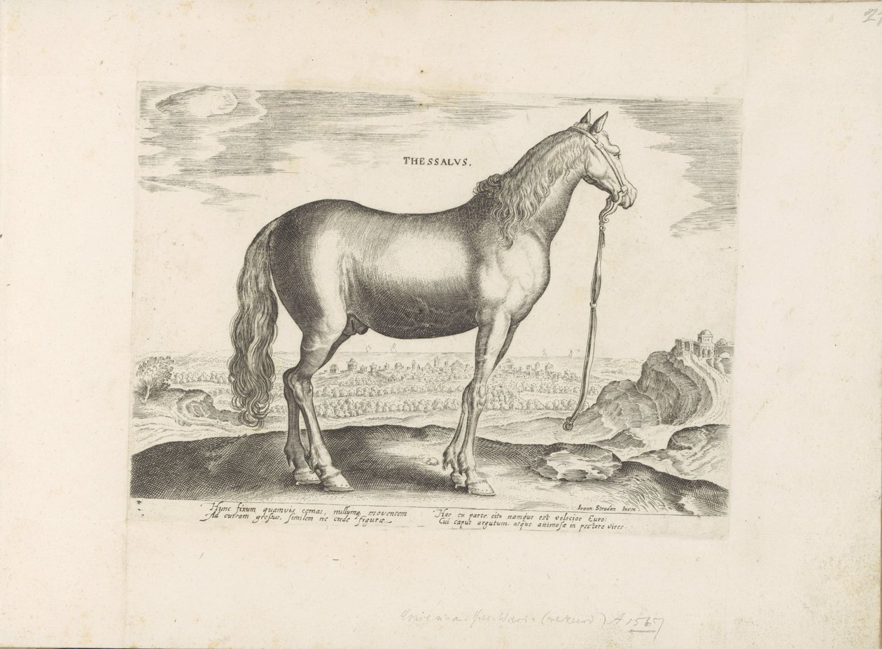 Paard uit Tesalia Tesalia (tytuł na obiekcie) Paardenrassen uit de Koninklijke stallen van Don Juan van Oostenrijk (tytuł serii) Koń, w którym szlachta wszelkiego rodzaju: zachowanie koni wyróżniających się z różnych stron świata (...) (tytuł serii na tema autorstwa Anonymous