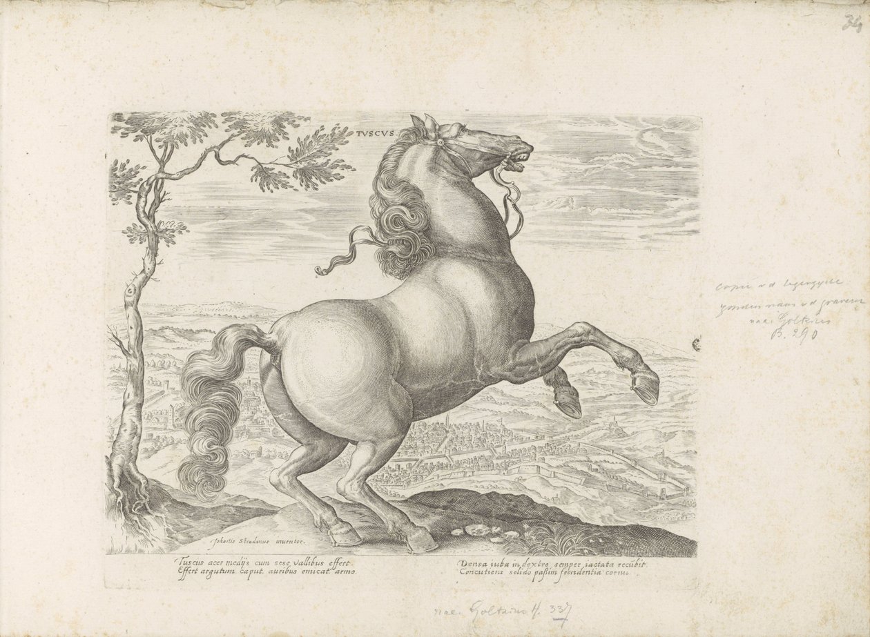 Paard uit Toscane Toskania (tytuł na obiekcie) Koń, w którym wszystkie rodzaje szlachty: wybrane zachowania koni wyróżnionych z różnych stron świata (...) (tytuł serii na obiekcie) autorstwa Anonymous