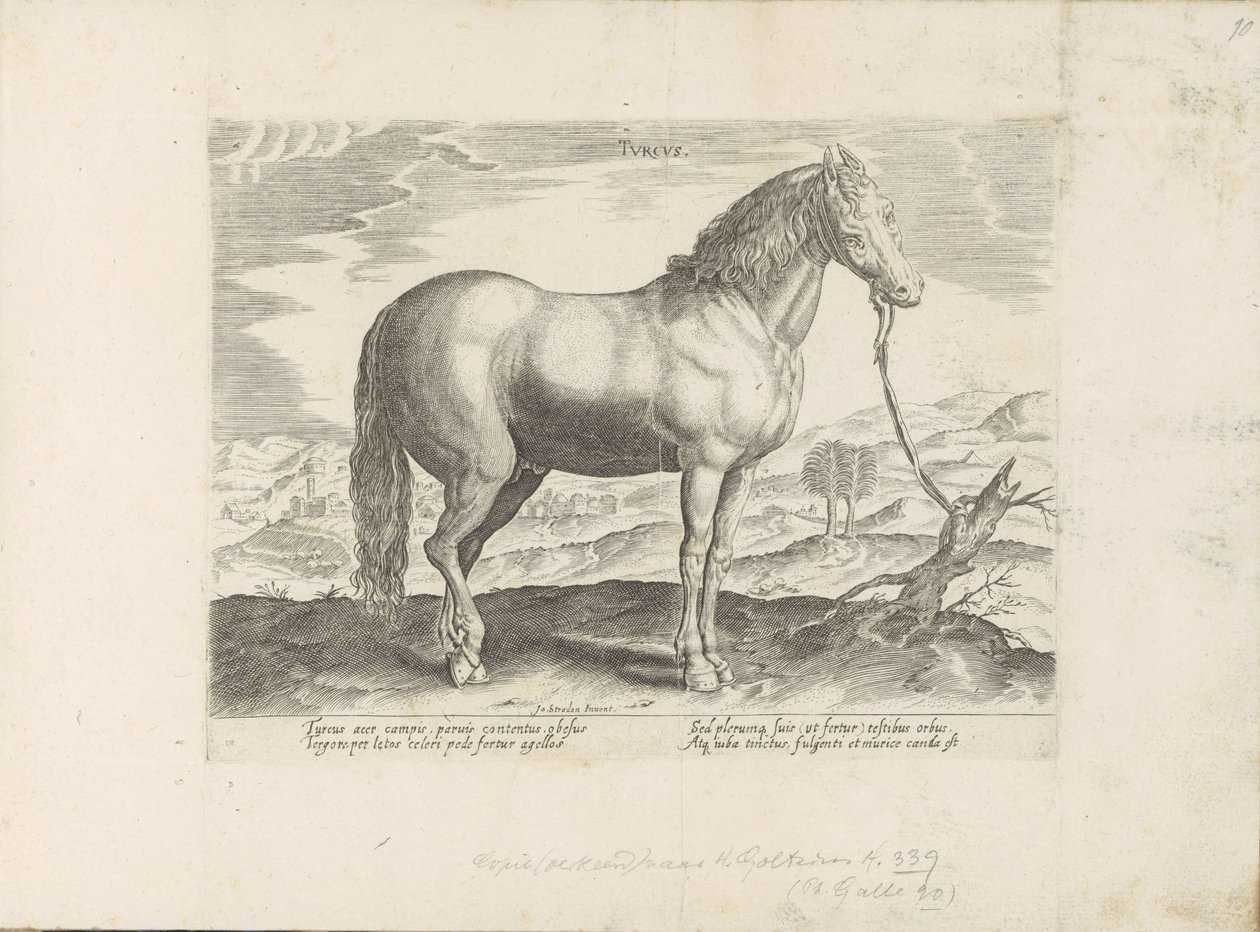 Paard uit Turkije Turecki (tytuł na obiekcie) Paardenrassen uit de Koninklijke stallen van Don Juan van Oostenrijk (tytuł serii) Koń, w którym wszystkie rodzaje szlachty: wybrane zachowania koni wyróżniających się z różnych stron świata (...) (tytuł serii  autorstwa Anonymous