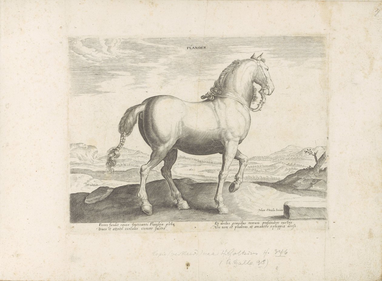 Paard uit Vlaanderen Flandria (tytuł na obiekcie) Paardenrassen uit de Koninklijke stallen van Don Juan van Oostenrijk (tytuł serii) Koń, w którym szlachta wszelkiego rodzaju: zachowanie koni wyróżniających się z różnych stron świata (...) (tytuł serii na  autorstwa Anonymous
