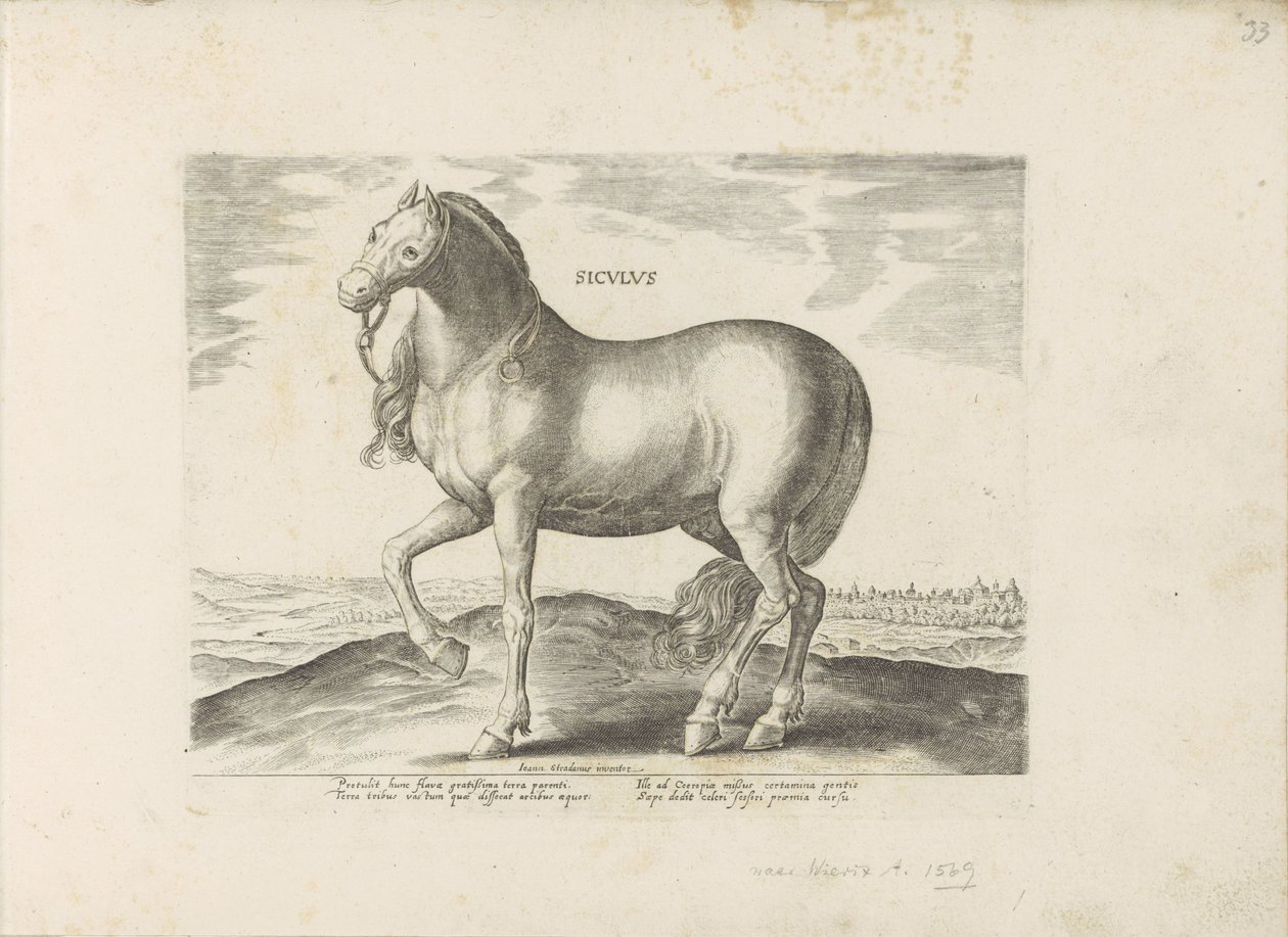 Paard van Sicilie Siculus (tytuł na obiekcie) Paardenrassen uit de Koninklijke stallen van Don Juan van Oostenrijk (tytuł serii) Koń, w którym wszystkie rodzaje szlachty: wybrane zachowania koni wyróżniających się z różnych stron świata (...) (tytuł serii  autorstwa Anonymous