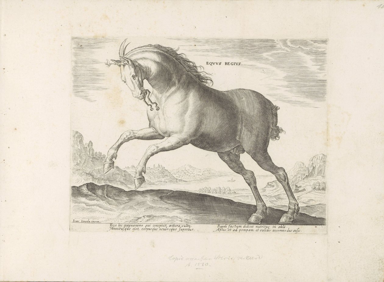 Paard van het ras Koń Królewski (de Koninklijke) Koń Królewski (tytuł na obiekcie) Paardenrassen uit de Koninklijke stallen van Don Juan van Oostenrijk (tytuł serii) Koń, w którym szlachta wszelkiego rodzaju: wyróżniająca się obyczajami koni z różnych stro autorstwa Anonymous