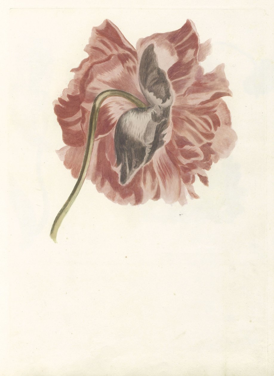 Piwonia autorstwa Anonymous