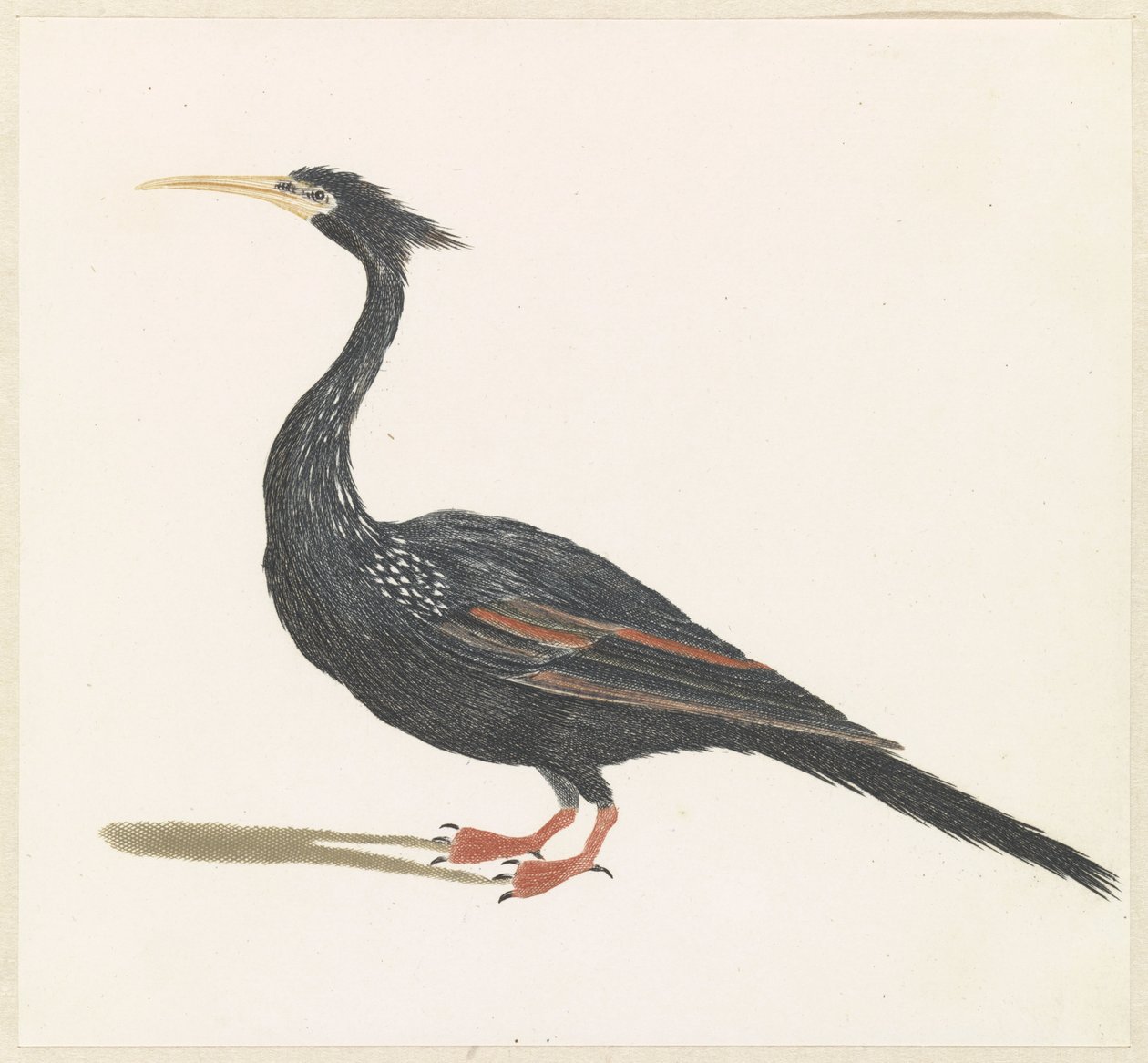 Slangenhalsvogel autorstwa Anonymous