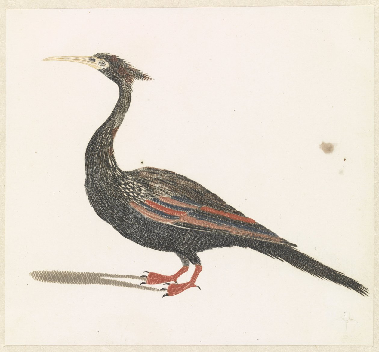 Slangenhalsvogel autorstwa Anonymous
