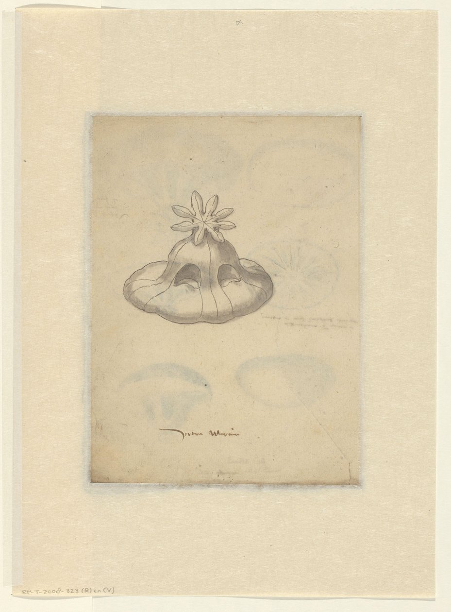 Badanie meduzy autorstwa Anonymous