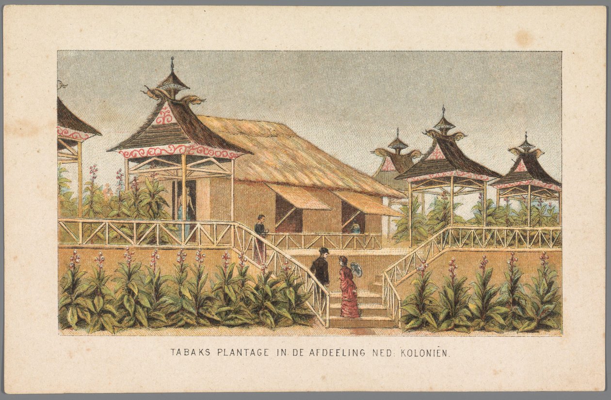 Plantacja tytoniu w koloniach holenderskich na Wystawie Światowej w Amsterdamie, 1883 Plantacja tytoniu w dziale Ned: Kolonie (tytuł na obiekcie) Pamięć Amsterdamu w 1883 roku (tytuł serii na obiekcie) autorstwa Anonymous