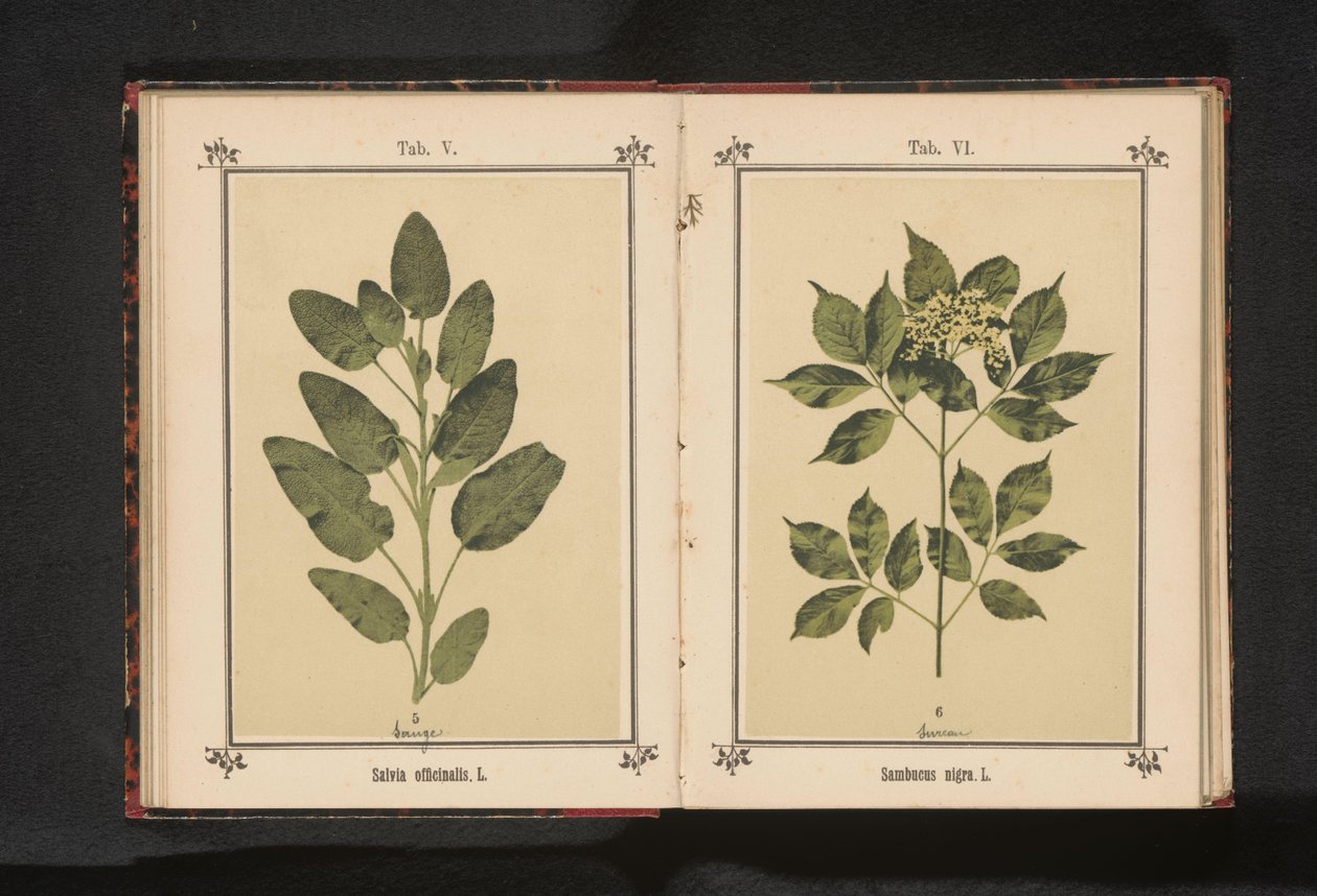 Oddział prawdziwej mędrca Salvia officinalis. L. (tytuł na obiekcie) autorstwa Anonymous