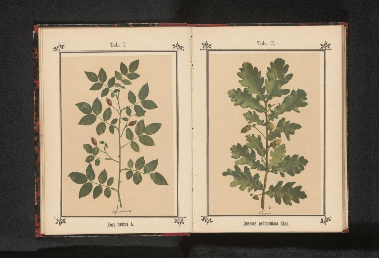Gałąź róży psa Rosa canina (tytuł na obiekcie) autorstwa Anonymous