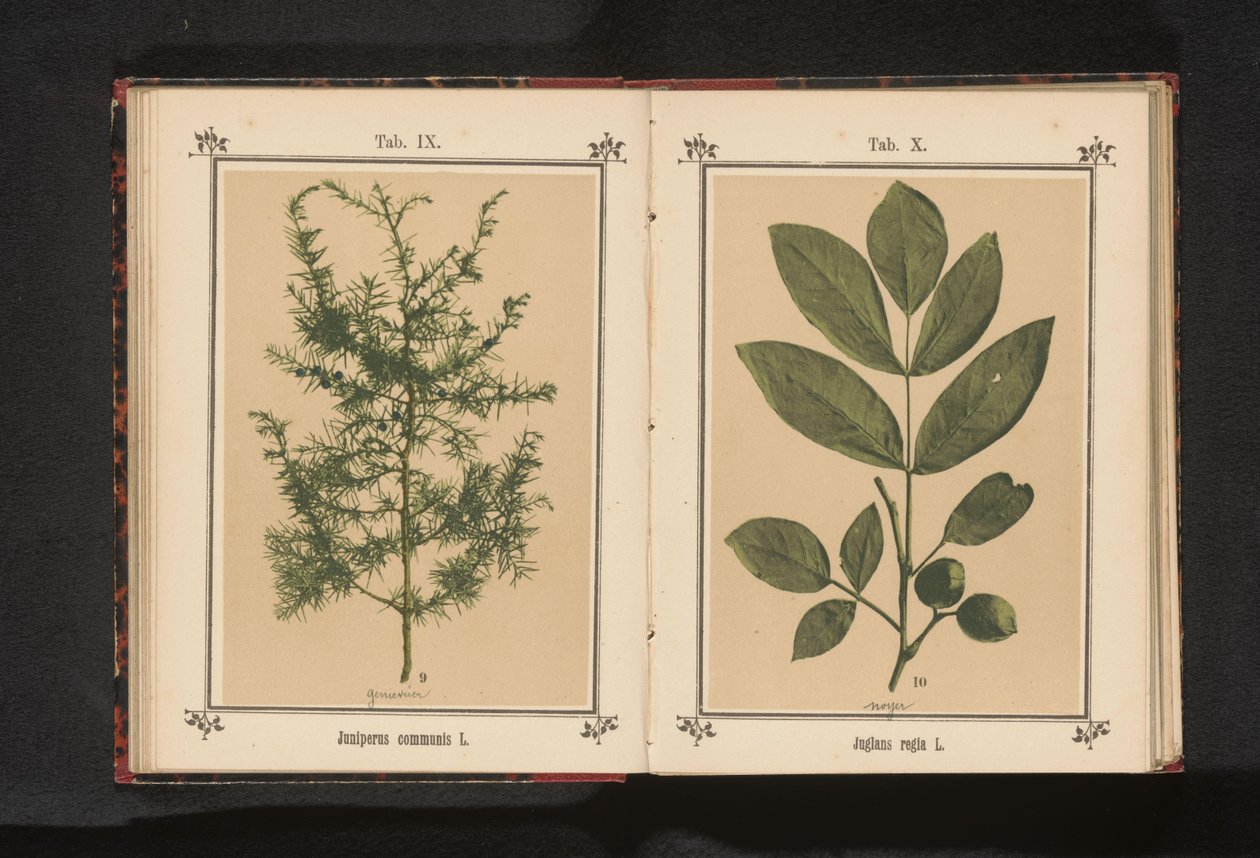 Gałąź jałowca Juniperus communis L. (tytuł na obiekcie) autorstwa Anonymous