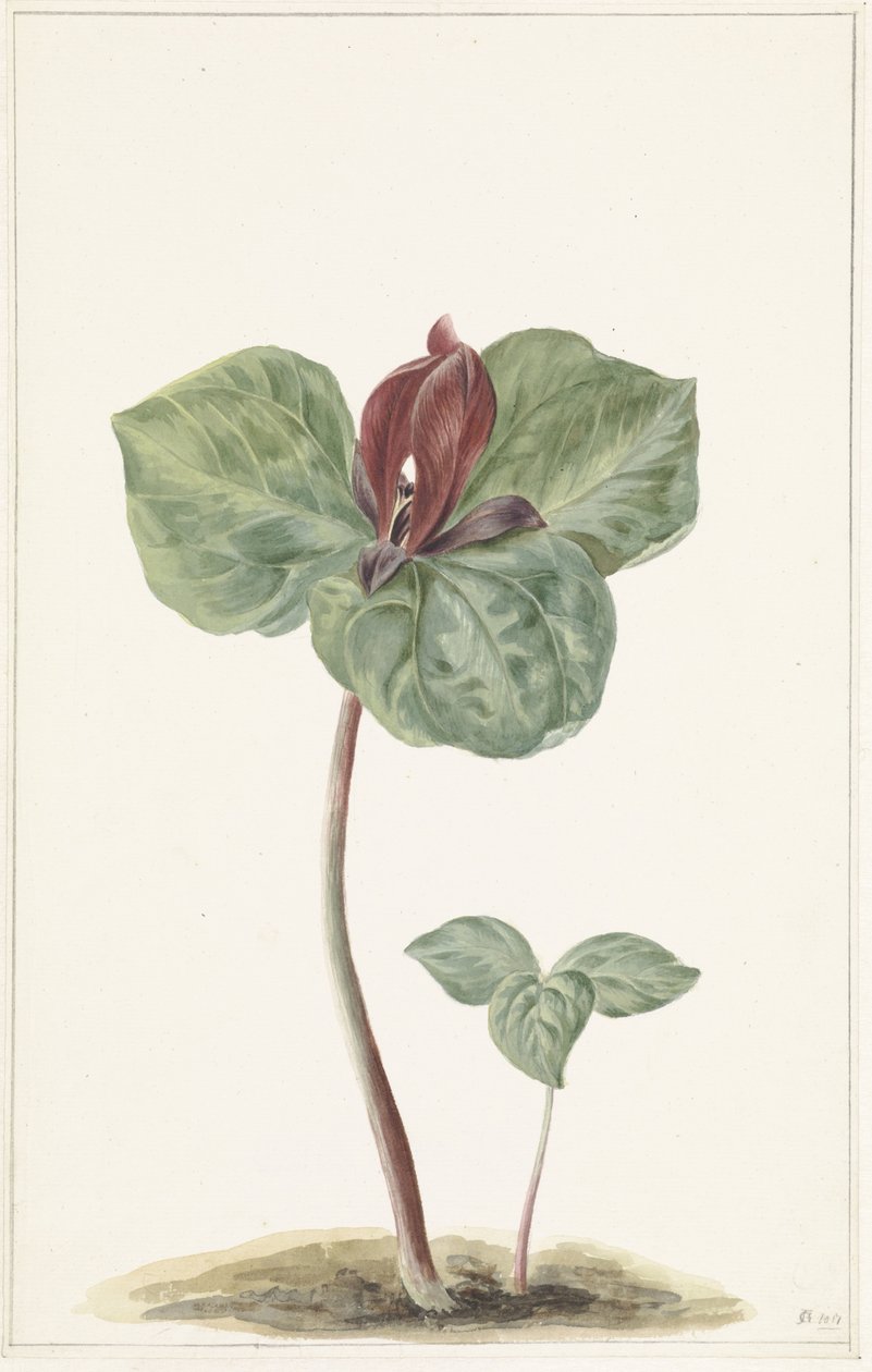 Trillium autorstwa Anonymous