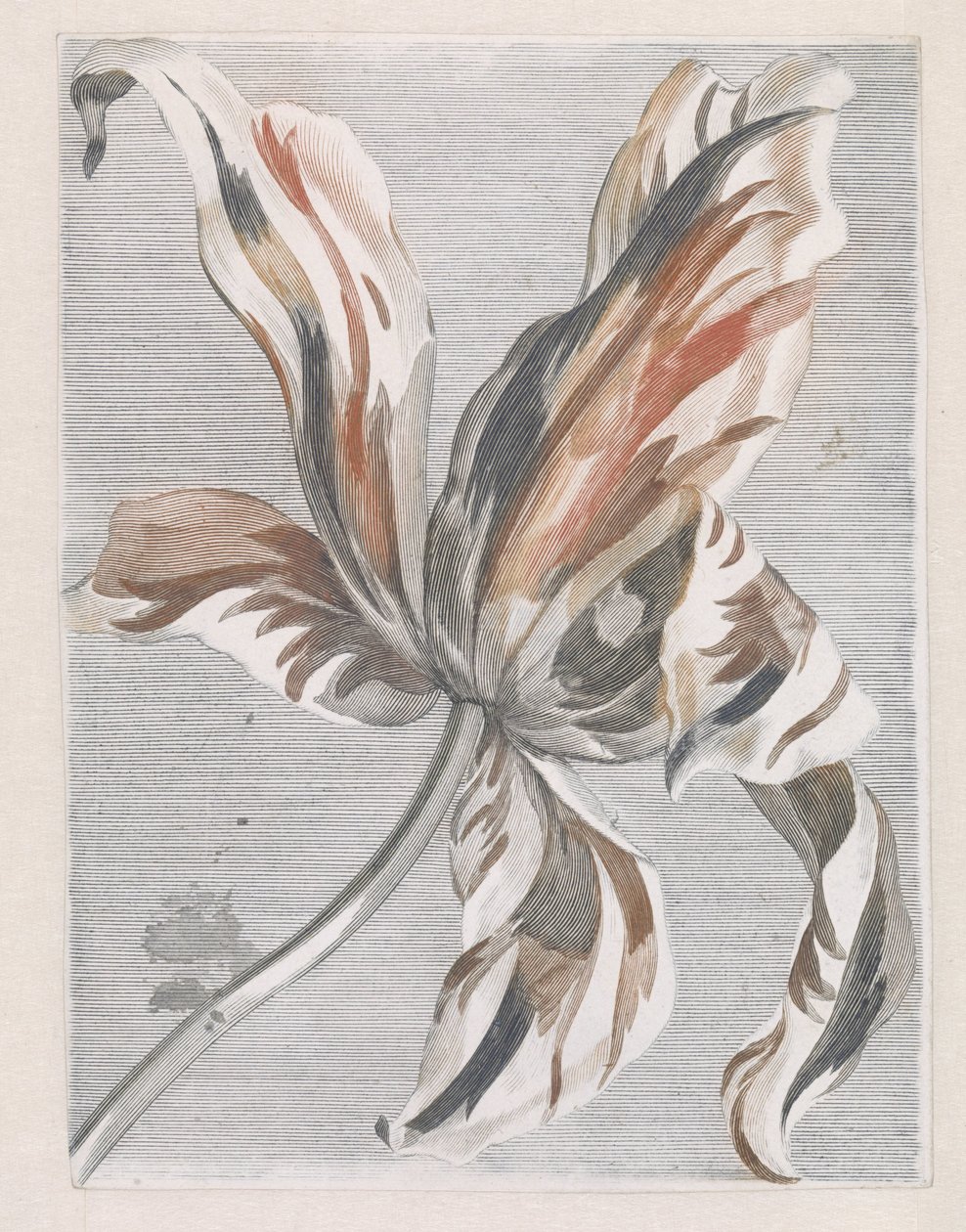 Tulipan autorstwa Anonymous