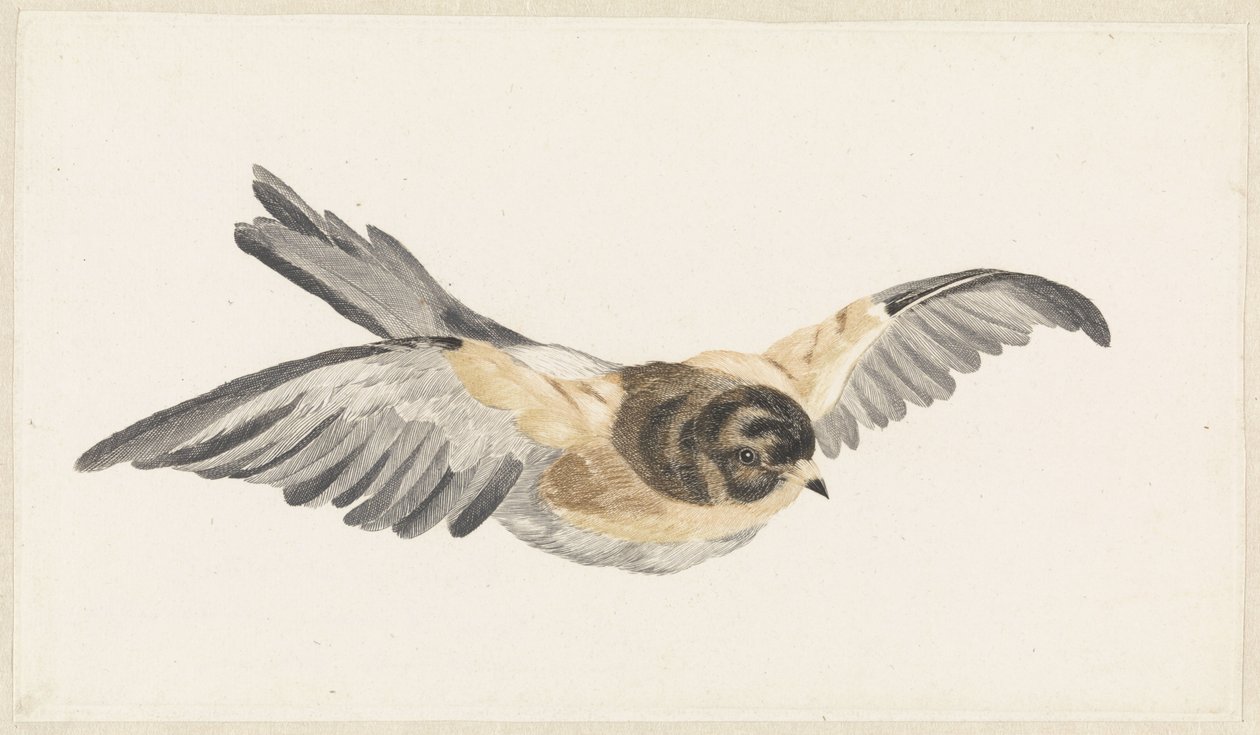 Twierdza Vliegende (Fringilla montifringilla) autorstwa Anonymous