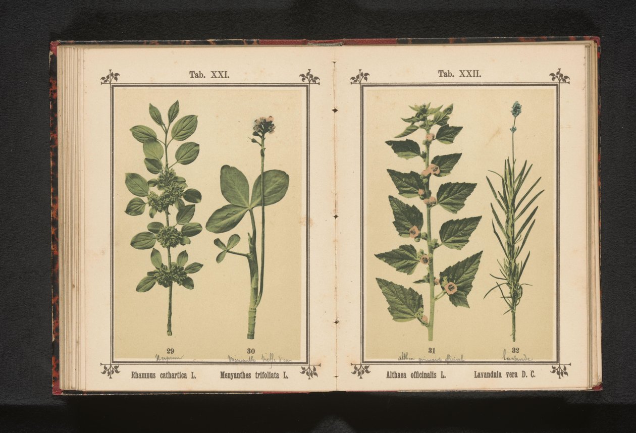 Wedgedoorn i liście suszone wodą Rhamnus cathartica L. Menyanthes trifoliata L. (tytuł na obiekcie) autorstwa Anonymous