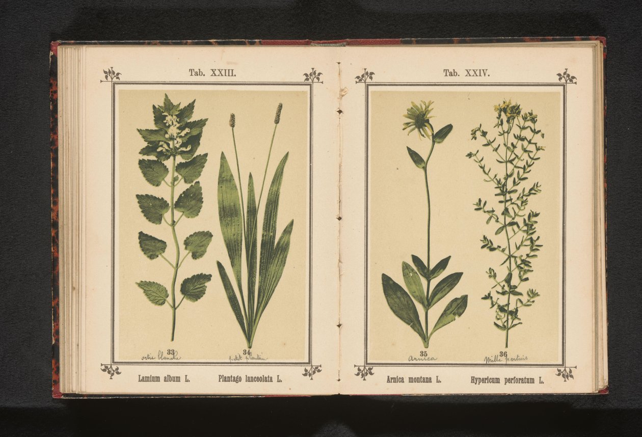 Biała martwa pokrzywa i wąska babka Album lamium L. Plantago lanceolata L. (tytuł na obiekcie) autorstwa Anonymous