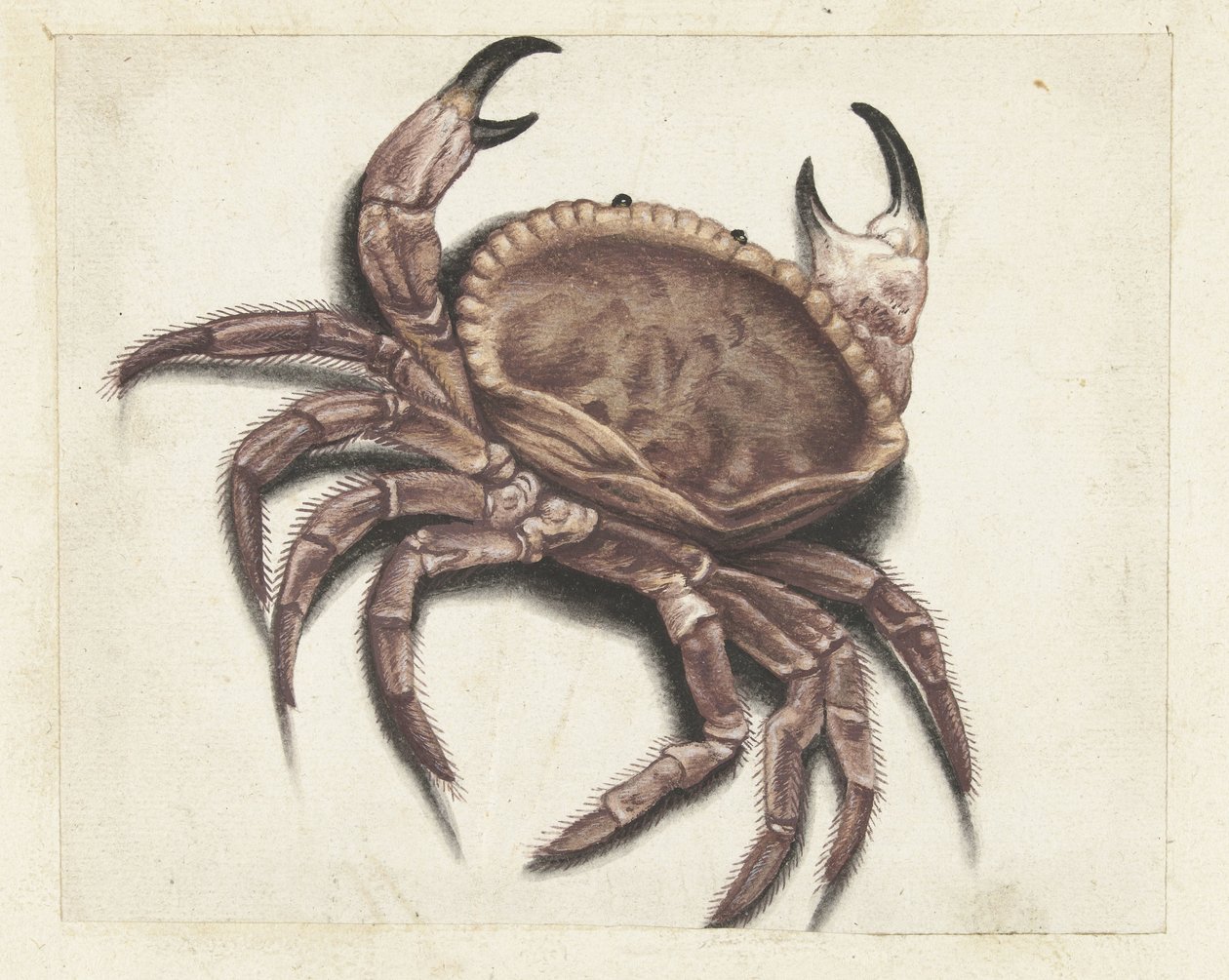 krab morski Album Lombard (tytuł serii) autorstwa Anonymous