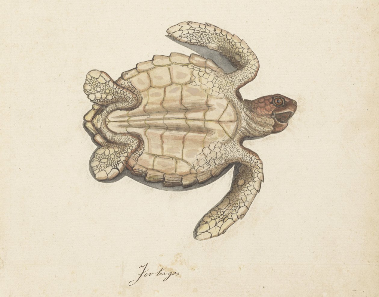 Żółw morski Tortugas (tytuł na obiekcie) Album Lombard (tytuł serii) autorstwa Anonymous