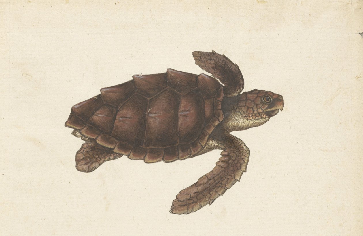 Zeeschildpad Tortugas - Eretmochelys imbricata / Żółw szylkretowy / karetschildpad (tytuł na obiekcie) Album Lombard (tytuł serii) autorstwa Anonymous