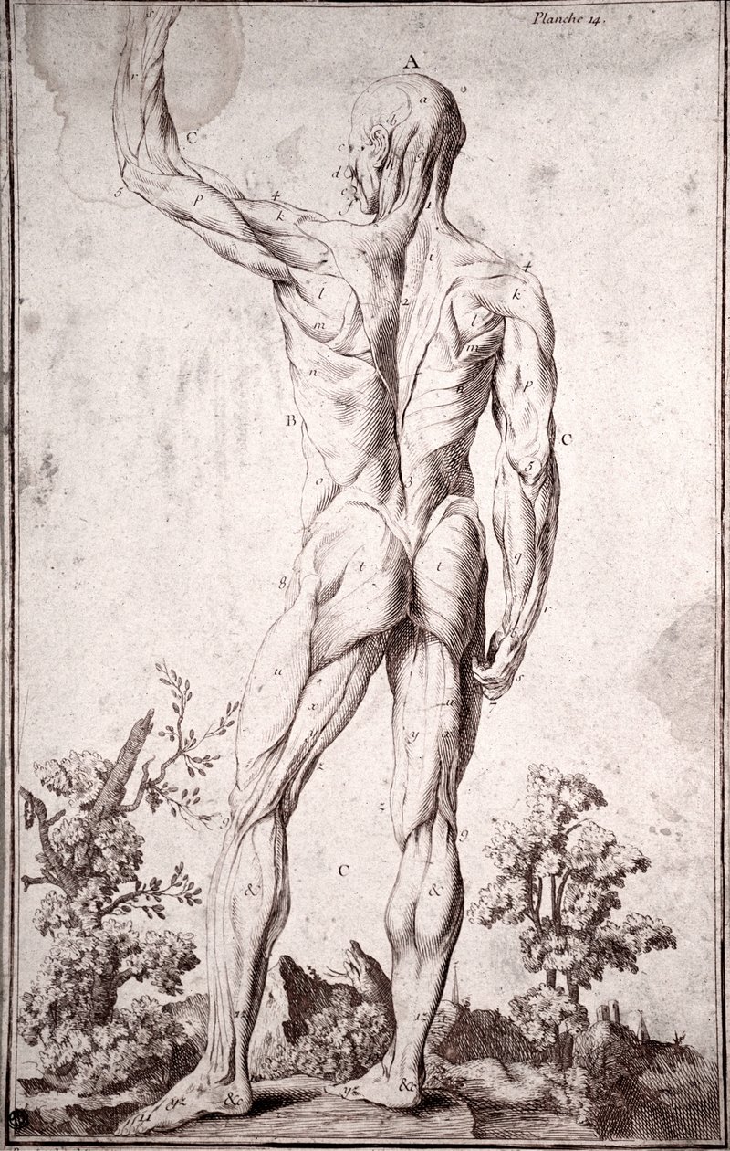 Badanie anatomiczne układu mięśniowego człowieka (grawerowanie autorstwa Anonymous Anonymous