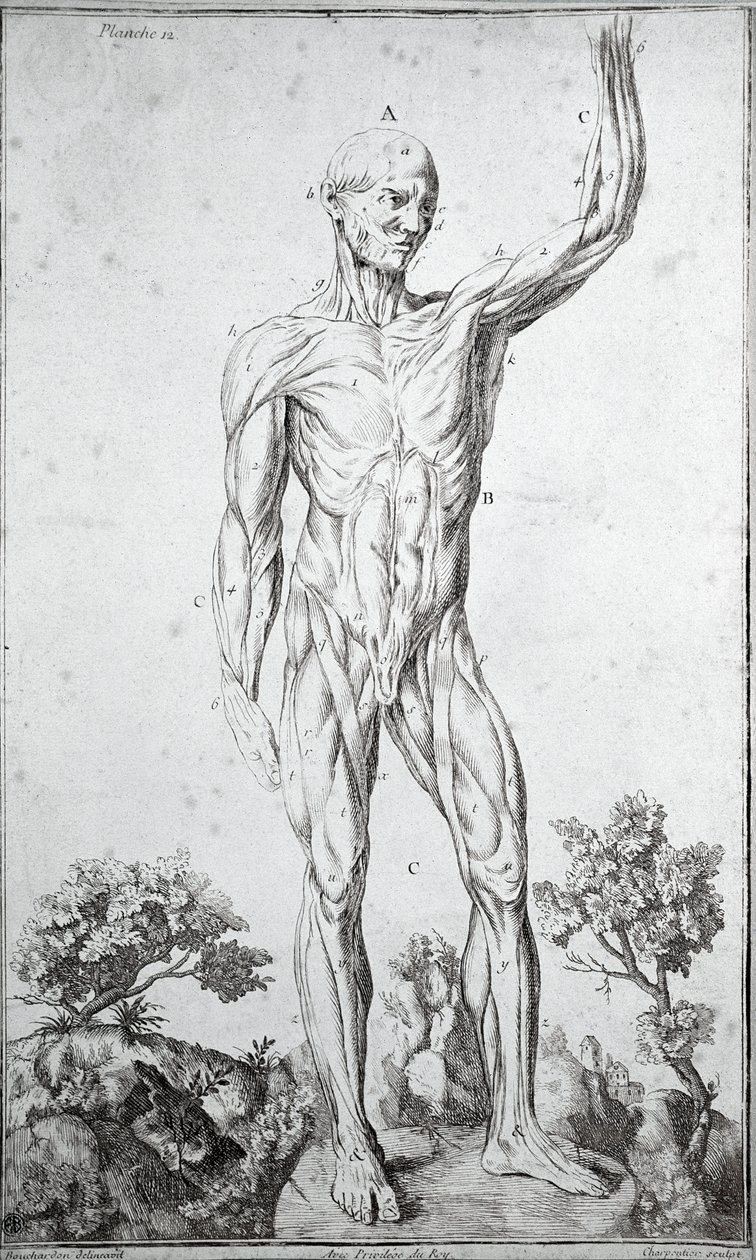 Badanie anatomiczne układu mięśniowego człowieka (grawerowanie autorstwa Anonymous Anonymous