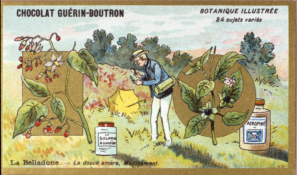 Belladonna: słodko-gorzki, lekarstwo. Grawerowanie (chromo). Chromolitografia reklamowa czekoladek Guerin-Boutron, koniec XIX wieku. Illustree seria botaniczna. autorstwa Anonymous Anonymous
